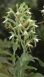 Image result for Bonatea antennifera