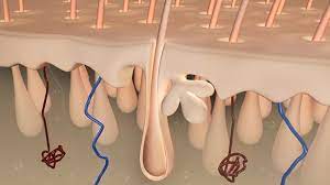 Research shows that caffeine can promote the elongation of the hair shaft and stimulate hair growth by prolonging the anagen phase (12). Biotin Castor Oil Do They Really Thicken Your Hair Naturallycurly Com