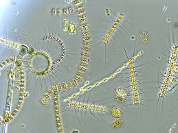 A violent release of energy (sometimes mechanical, nuclear, or chemical.). Phytoplankton Wikipedia