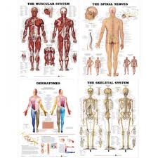 Laminated Chart Bundle Muscular Skeletal Dermatomes And Spinal Nerves