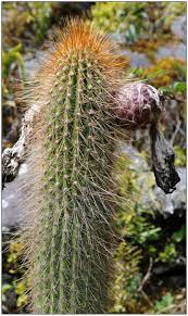 Find out the reasons your cactus may be turning brown. Notes On The Cacti Of The Sandia Valley Puno Peru And A Description Of A New Species Of Echinopsis Cactaceae