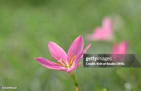Image result for Zephyranthes minuta