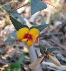 Image result for Exochaenium platypterum