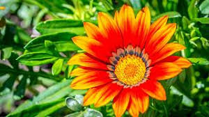 Image result for foto Gazánie