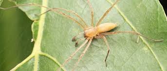 Image result for yellow sac spider bite skin