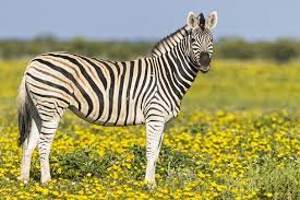 Their feet are capped with a singular, hard hoof, which packs a punch when kicked at predators. 10 Fascinating Facts About Zebras