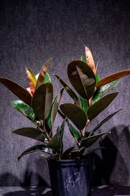 Image result for Ficus laurifolia