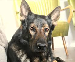 Fange immer einfach an und steigere das level erst, wenn dein hund verstanden hat, worum es geht. Hund Zuhause Beschaftigen Die Besten Indoor Spiele Fur Hunde