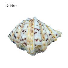 But no one is taking advantage of it. Clam Shells Concentric Type Sea Shells Natural Conch Shells Crafts Beach Wedding Decoration Nautical Home Decor Buy At The Price Of 9 99 In Aliexpress Com Imall Com