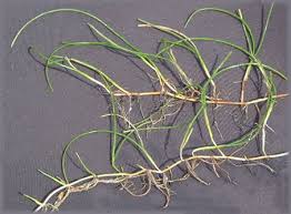 Image result for Syringodium isoetifolium