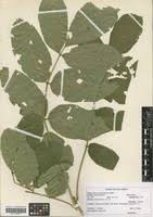 Image result for Brucea antidysenterica