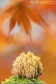 Image result for Ramaria stricta