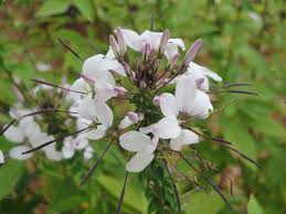 Image result for Cleome macrophylla