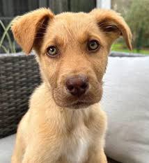 March 2023 Diamondhead News by The Club at Diamondhead &amp; Diamondhead  Property Owners Association