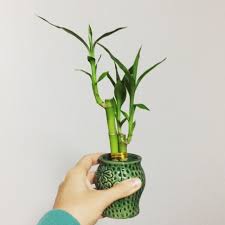 Maybe you would like to learn more about one of these? 5 Inspirasi Tanaman Hias Untuk Percantik Meja Kerja Kumparan Com