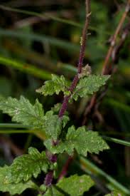 Image result for Crassocephalum uvens