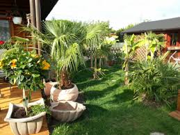 Exoten im garten palmen und co has 6,074 members. Exoten Kaufen Www Tccm Palmen At