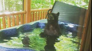 Dollywood'a 18 km uzaklıktaki klimalı konaklama biriminin konukları if you prefer to stay inside, there are 2 indoor jetted tubs available. Bear Takes A Dip In Hot Tub At Gatlinburg Cabin Wbir Com