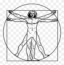 This revised edition of human anatomy and figure drawing has been generously expanded in text and image. Vitruvian Man Drawing Human Body Anatomy Anatomy Symmetry Anatomy Arm Png Pngwing