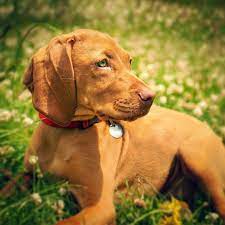 puppiesofinstagram vizslalove vyzhla porody sobak sobaki