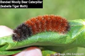 When it comes to caterpillars, being able to tell your woolly bears from your elephant trunks is key, says david tomlinson, as he nominates his favourite butterfly and moth larvae. Delayed Woolly Bear Crawl About Bygl