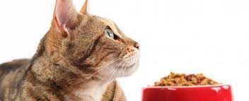 Get the best price and selection of dry cat food at your local pet supplies plus at pet supplies plus. How Pet Food Can Make Your Cat Sick