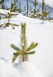 In the program, charlie brown questions the meaning of christmas, if it has lost its true meaning from all the commercialism. A Charlie Brown Christmas Tree Photograph By Bill Cubitt