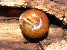 Image result for Galeomma stenolepis