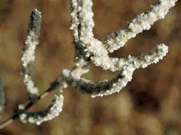 Image result for Aerva javanica