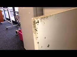 Check spelling or type a new query. German Cockroach Problem In Kitchen Cupboard Youtube