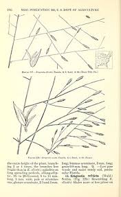 Image result for Eragrostis castellaneana