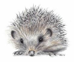 Beautiful Hedgehog Art Hedgehog Art Hedgehog Drawing Animal Drawings