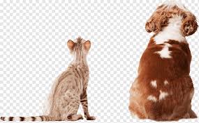 Pbi insures dog sitters, pet minders, pet boarding. Dog And Cat Pet Pet Insurance Veterinarian Cats Dogs Pet Sitting Rescue Dog Animal Cat Dog Pet Png Pngwing