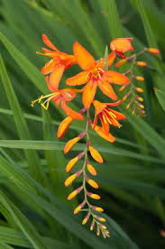 Growing 10 to 15 feet tall and 8 to 12 feet wide, orange butterfly bushes create a commanding landscape presence. Crocosmia Jupiter Rhs Gardening Flowers Uk Plants Uk Plants