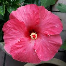 Pin On Hibiscus