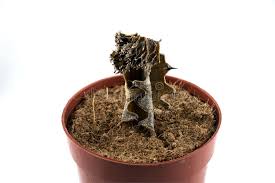 This content is accurate and true to the best of the author's knowledge and is not meant to question: 964 Dead Flower Pot Photos Free Royalty Free Stock Photos From Dreamstime