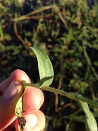 Image result for Floscopa glomerata