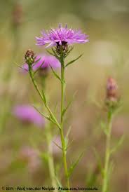 Image result for Bidens kilimandscharica