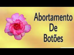 rosa do deserto abortando botoes youtube rosa do deserto deserto