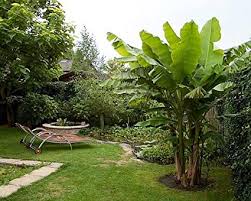 We did not find results for: Amazon Com Ohio Grown Winter Hardy Basjoo Banana Plant Musa 4 Pot Tree Plants Garden Outdoor