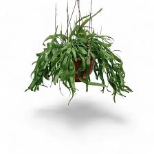 Image result for Euphorbia ramulosa