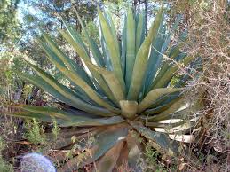 Image result for Agavaceae