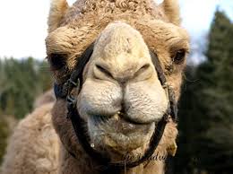 He just says he is really thirsty. Camels Like Water A Lot The Inadvertent Farmer