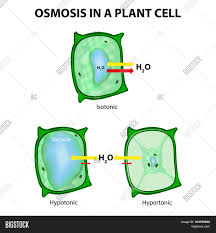 However, pressure builds up inside the cell and affects the rate of osmosis. Osmosis Plant Cell Vector Photo Free Trial Bigstock