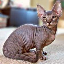 Grund dafür sind ihre auffällig kurzen beine. Diese Sieben Wunderschonen Katzenrassen Stammen Alle Von Der Munchkin Ab Holidog Times Deutschland