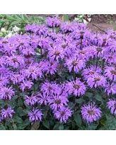 White Flower Farm Monarda Sugar Buzz Blue Moon From White Flower Farm Bhg Com Shop White Flower Farm Bee Balm Garden Plants