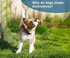 Why Do Dogs Shake Themselves Reasons Dogs Shake Their Heads