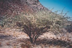 Image result for Acacia amythethophylla