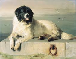 The goal of crossing these two breeds is to produce puppies that incorporate molly is our purebred landseer newfoundland. Newfoundland Breed Profile Australian Dog Lover
