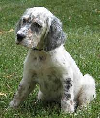 Check spelling or type a new query. 60 Most Beautiful English Setter Dog Pictures And Photos